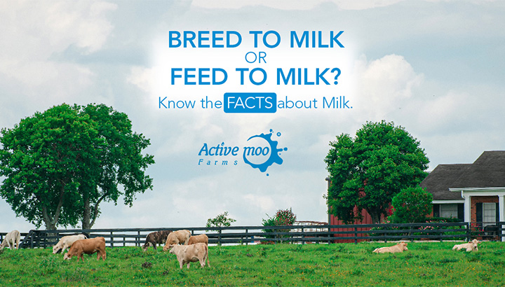 Breed to Milk or Feed to Milk? Know The Facts about Milk