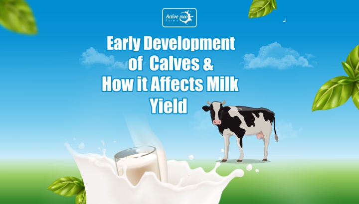 Early Development of Calves and How it Affects Milk Yield