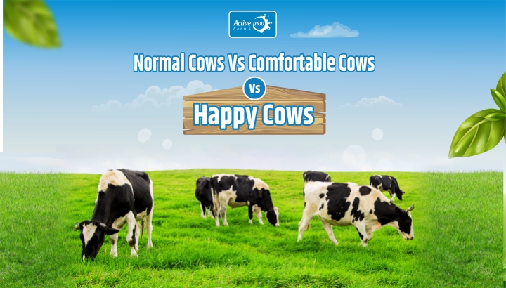 Normal Cows Vs Comfortable Cows Vs Happy Cows